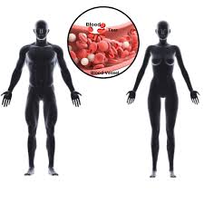Illustration of the thyroid gland